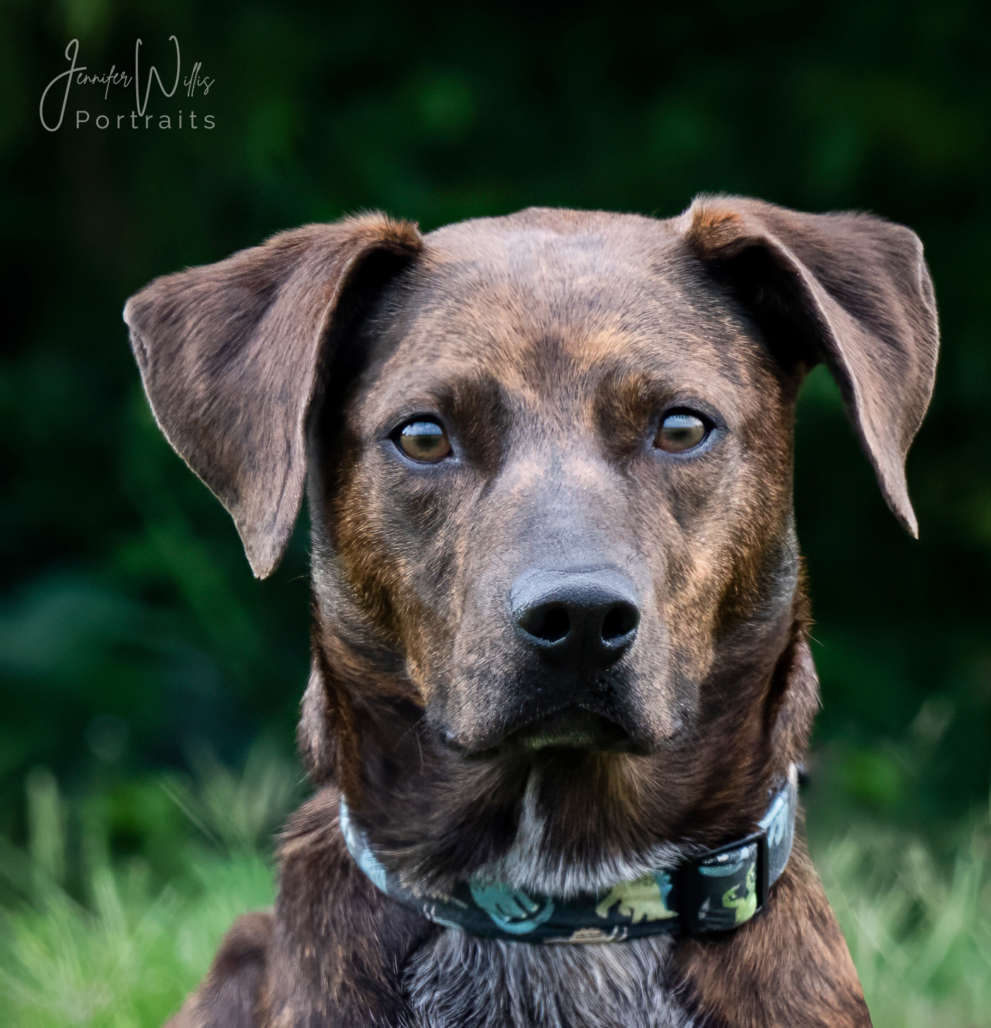 brown dog pet portrait