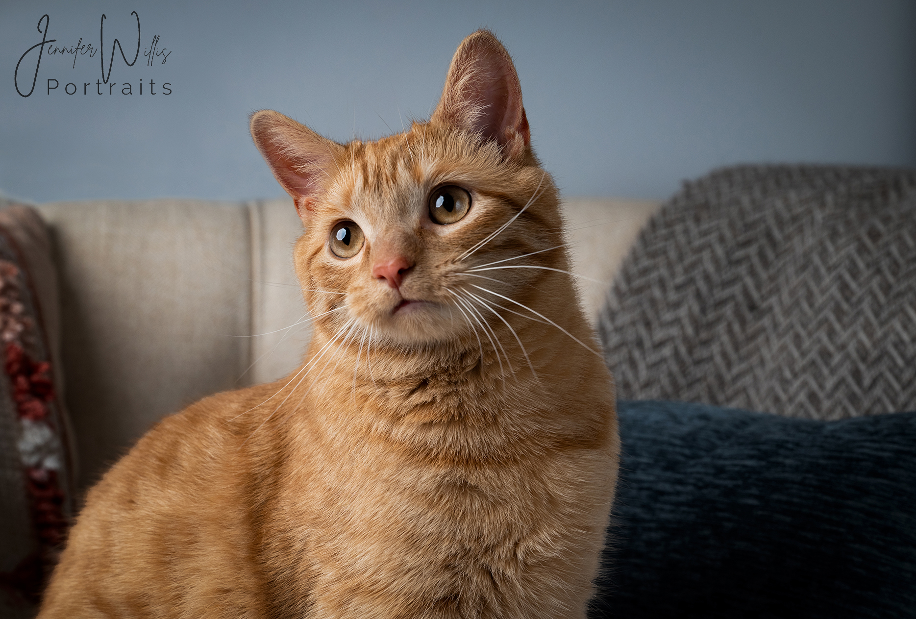 orange tabby cat studio pet portrait