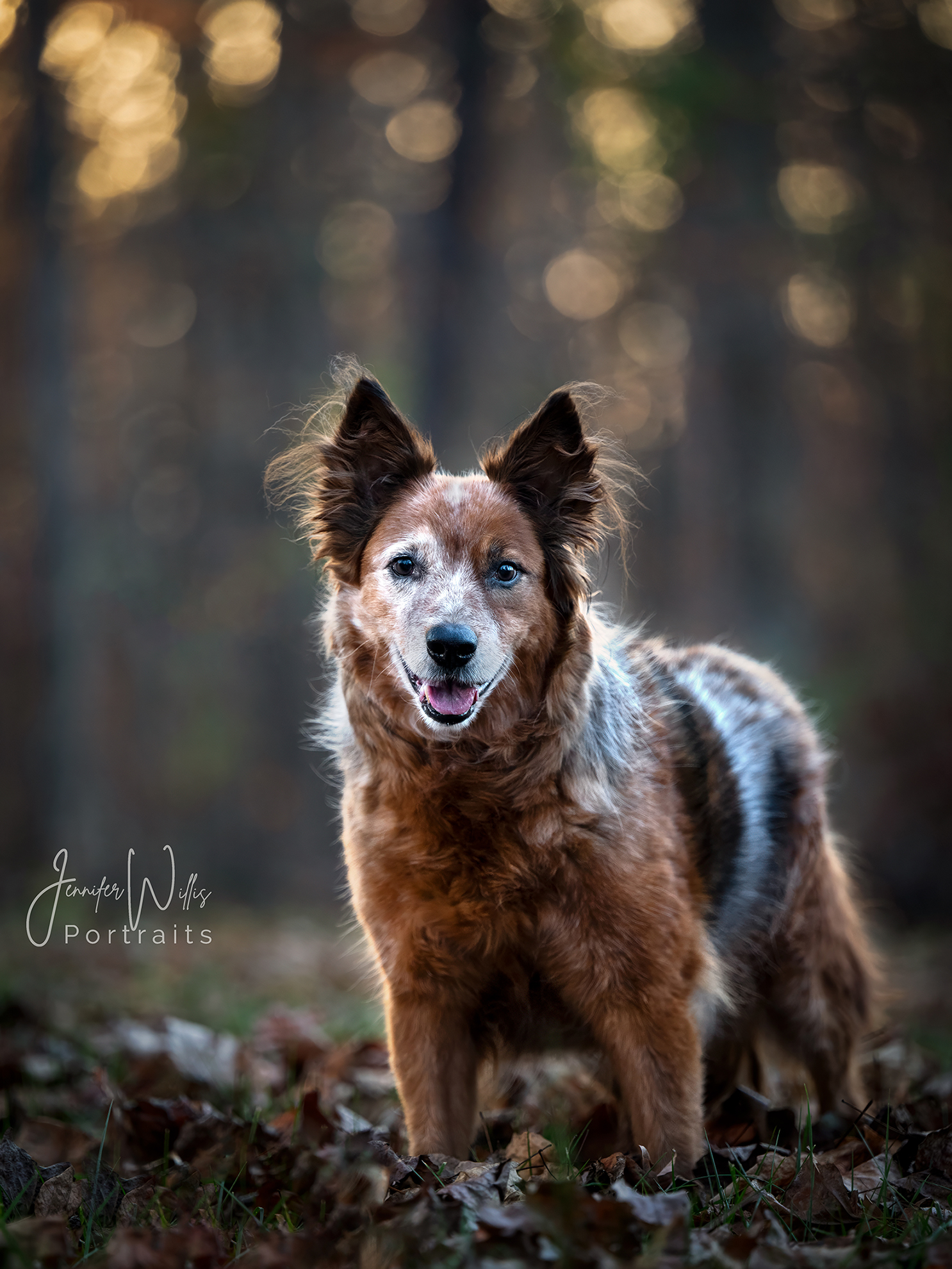 red dog pet portrait outside