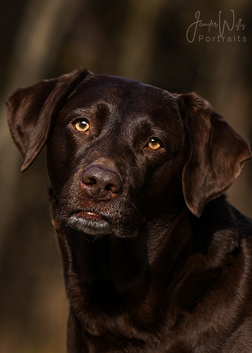 chocolate lab outside portrait