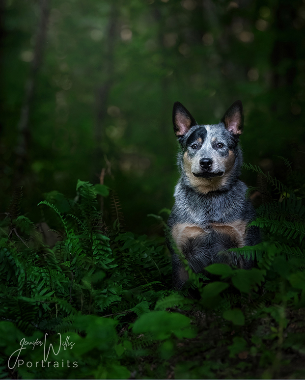 Pet-portrait of blue heeler in wookds