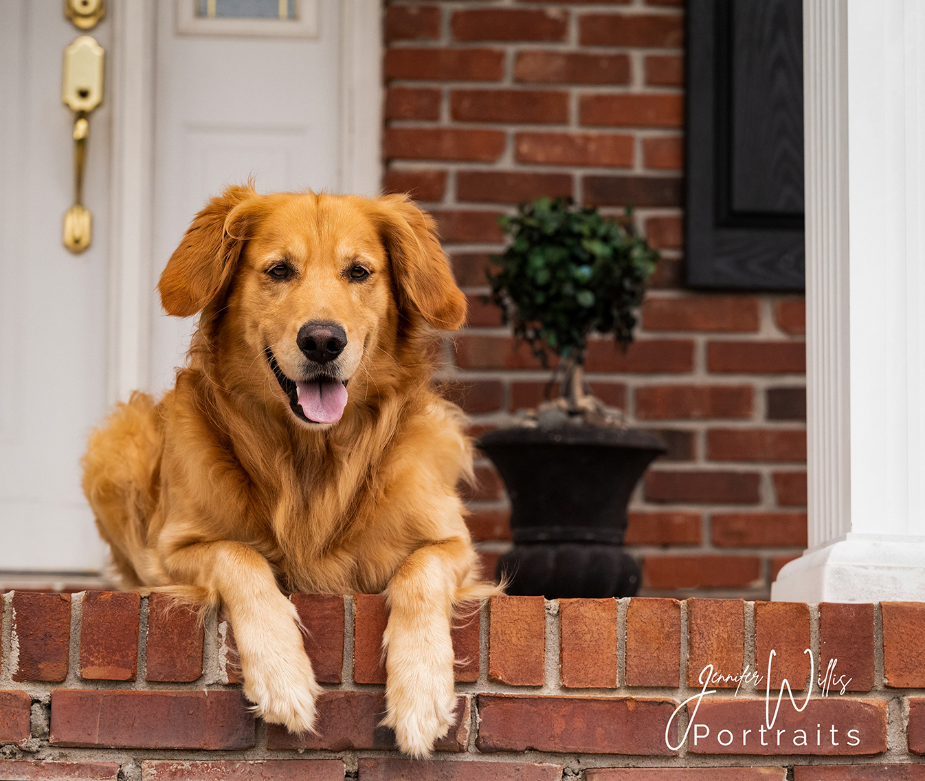 golden retriever pet portrait outside.