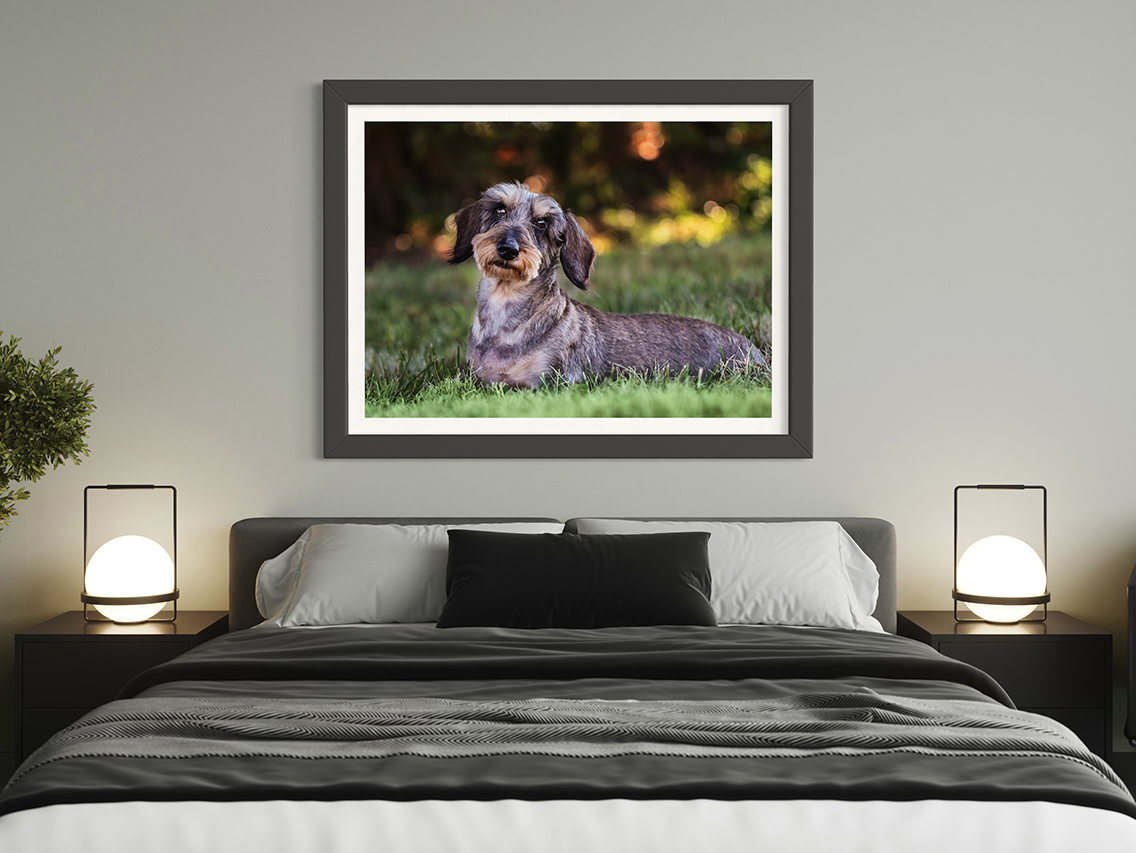 long hair dachshund portrait